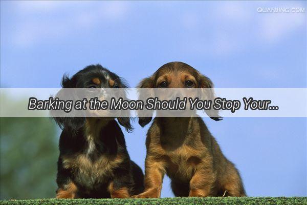 Barking at the Moon Should You Stop Your Dog from Sleeping in the Bathroom at Night